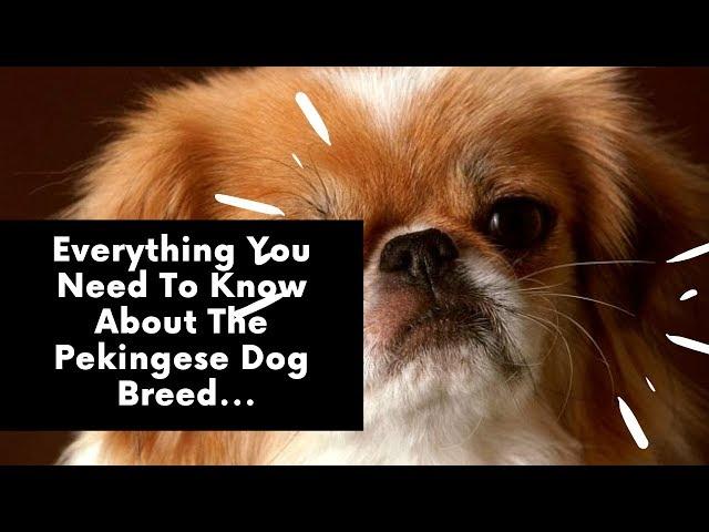 Everything You Need To Know About The Pekingese Dog Breed