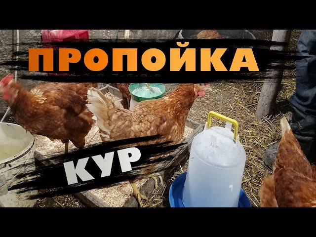 Витаминная пропойка кур несушек.