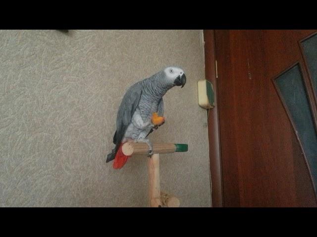 Попугай ест персик! Parrot eats peach