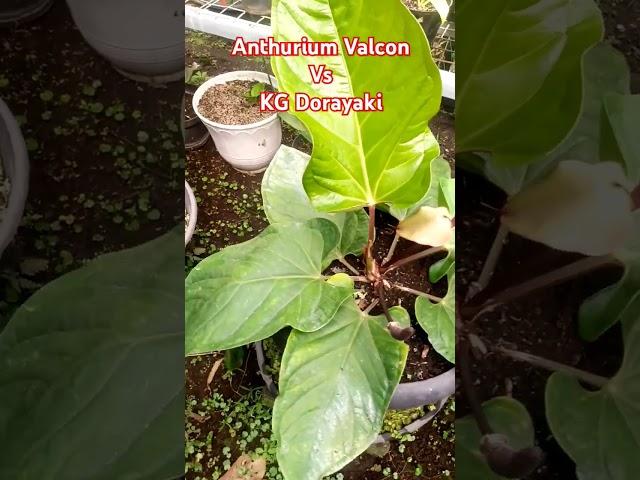 Anthurium Valcon Vs Dorayaki #plants #aroids #anthurium #tanamanhias #indonesia