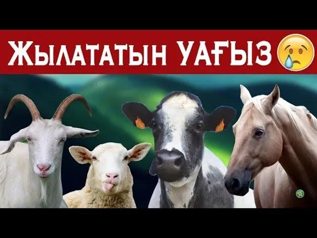 ТӨРТ ТҮЛІК МАЛ ТУРАЛЫ ШЫНДЫҚТАР / Ерлан Ақатаев уағызы 2019