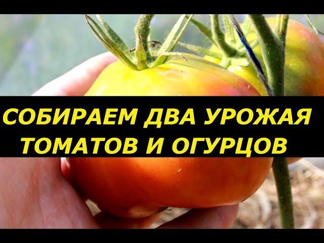 ЧТОБЫ СОБРАТЬ ДВА УРОЖАЯ ТОМАТОВ И ОГУРЦОВ , УРОЖАЙ В 2 СРОКА, СУПЕР СПОСОБ !