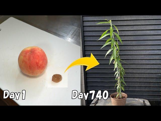 How to revive a dying plant