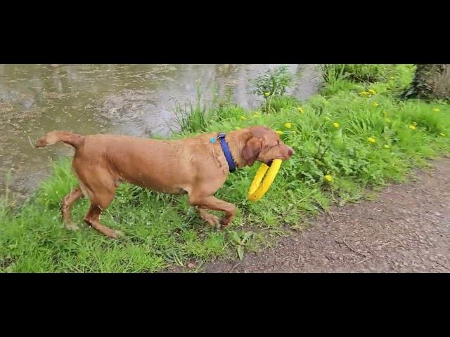 Bailey Dog yellow hoop pink ball bluebells and white wild garlic