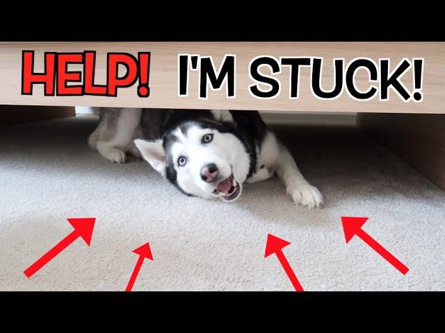 Fat Siberian Husky GETS STUCK UNDER A BED!!! (Try Not To Laugh)