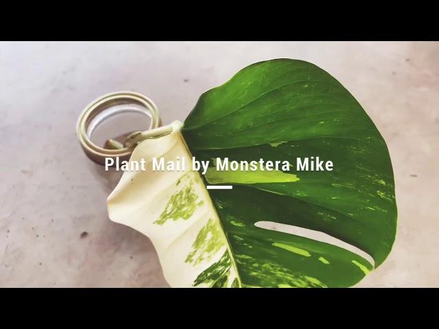 Monstera Albo - How to package a plant with style!!!