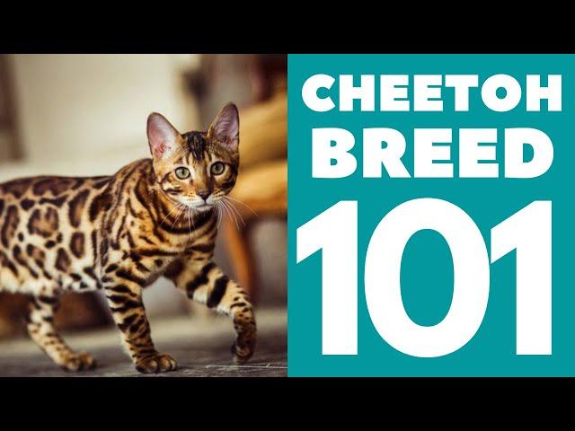 The Cheetoh Cat 101 : Breed & Personality