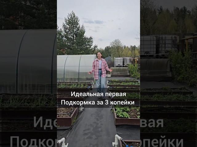 Идеальная первая подкормка для сада и огорода весной #огород #садоводничество  #подкормкарассады