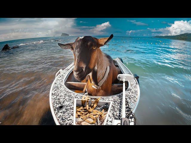 Fishing with a Goat