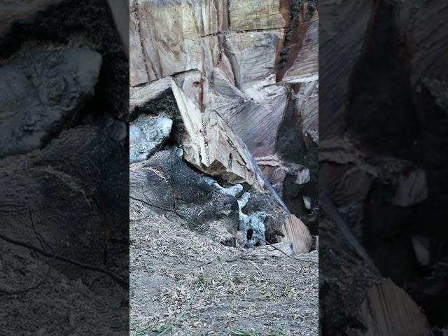 Casting an Ant Colony in a Stump with Molten Aluminum (Cast #121) #shorts