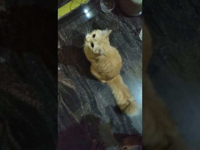 roni kitten plz like &subscribe my channel ️