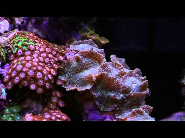 Eco Pico Reef 1 by Aquarium Design Group