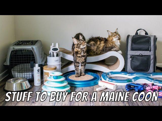 Stuff to Buy Before Getting a Maine Coon