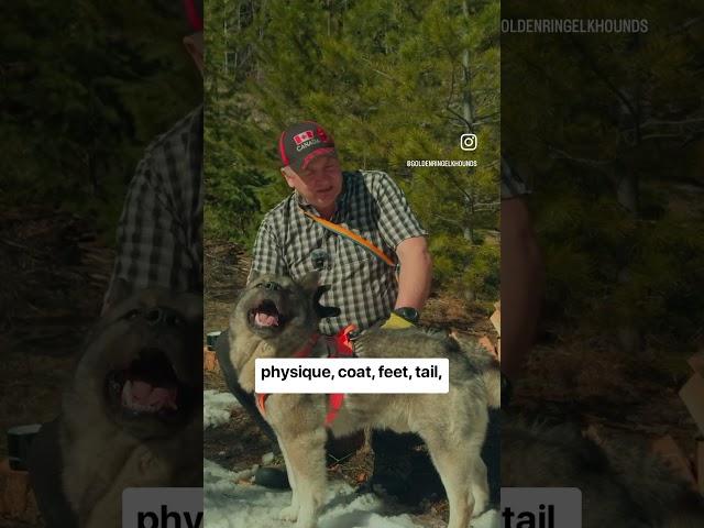 Elkhound Insights With Merv Carlson - Environment Adaptation #norwegianelkhound #jämthund