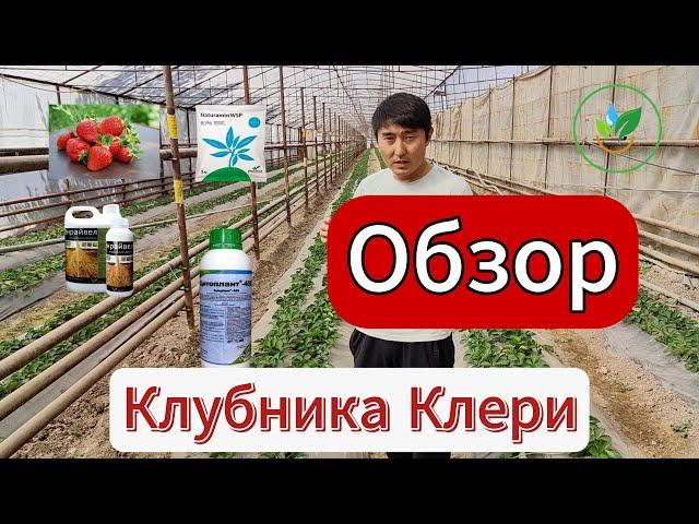 Популярный сорт клубники Клери