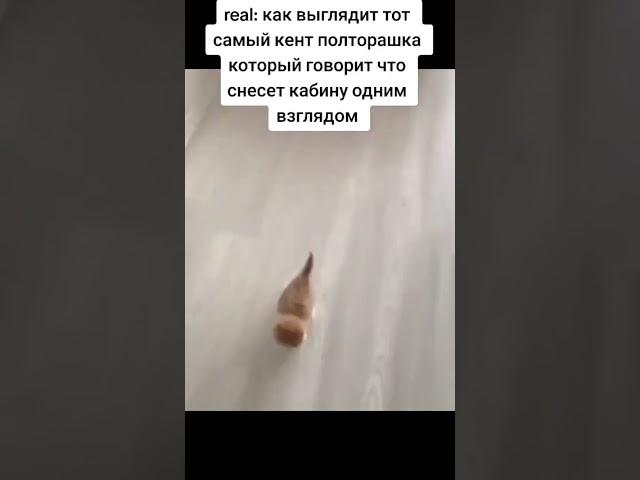 кот#кент#ютуб#music#туда сюда#