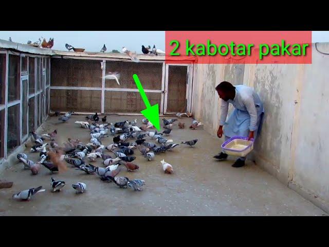 Saifullah 2 kabootar pakar leya ] kabootar bazi ] kabutar ki video