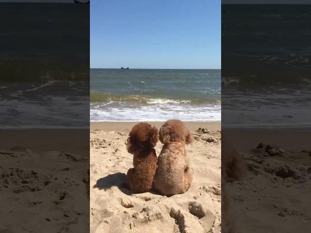 Just two besties enjoying the view ️