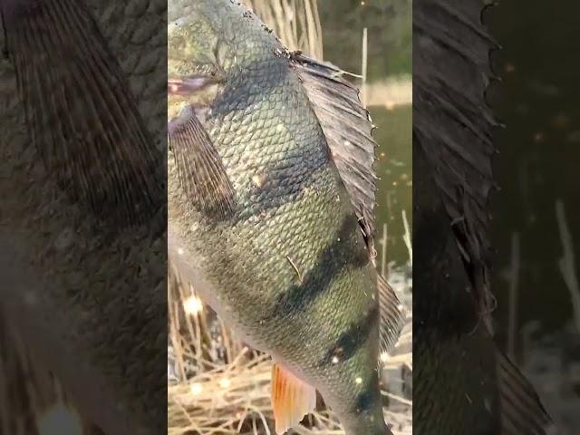 Massive 1KG PERCH  | #fishing #fish #animals