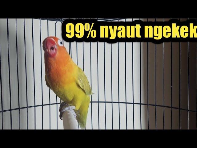 Super latah gacor ngekek panjang dan FIGHTER sekali dengar lovebird apapun akan ikutan ngekek