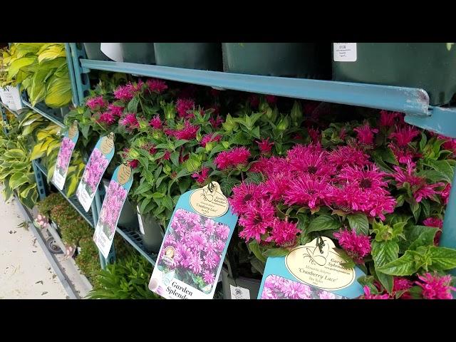 Monarda Cranberry Lace (Bee Balm)