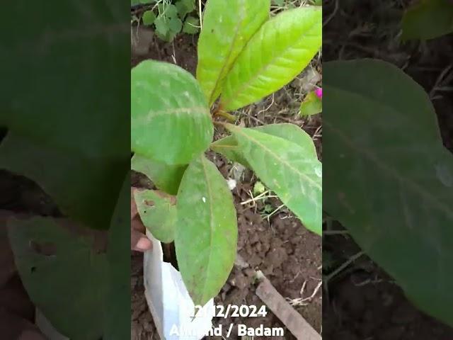 Tree plantation border of farm #farming