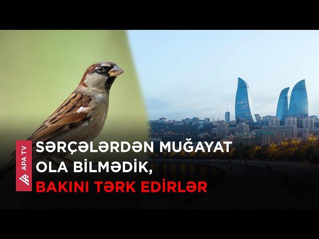 Bakıda sərçələr niyə yoxa çıxıb? – Alimlər səbəbi açıqladı – APA TV