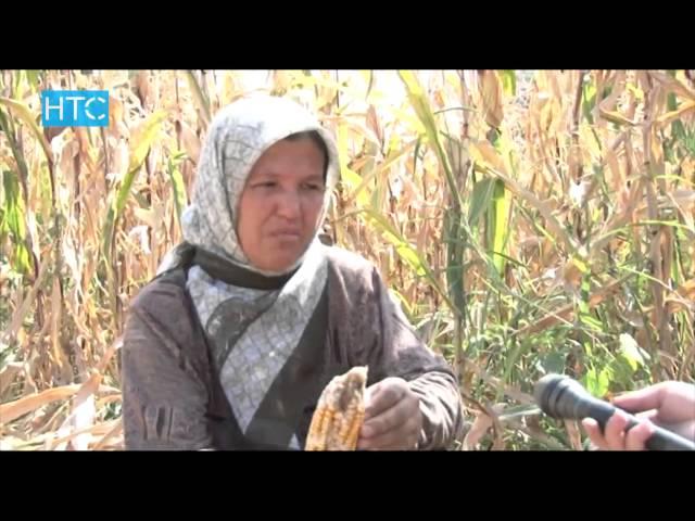 Дыйкандар: Айрым айыл-чарба өсүмдүктөрү арзан болууда / 20.09.16 / НТС