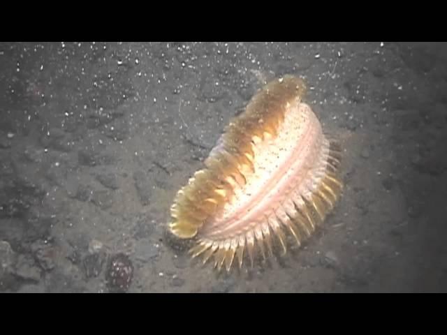 New Species in the Polar Seas