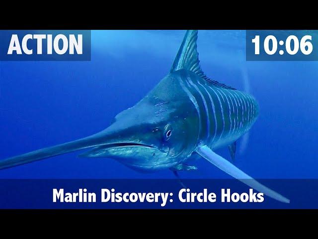 How to Catch a Marlin & How to Feed a Marlin your Bait