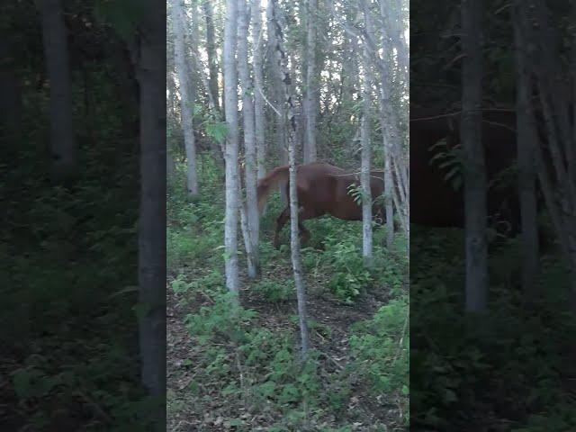 SNAP, CRACK! Horses Run Through Trees #horse #run #gallop