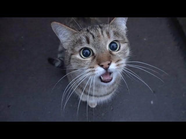 cute cat is saying something to me