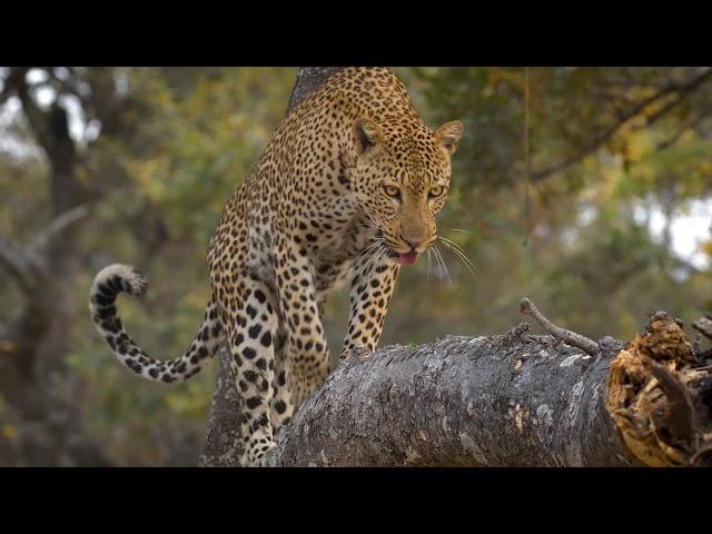 Get Close with Shenton Safaris