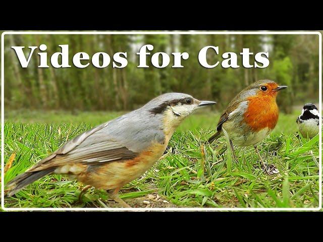 Cat TV - Video for Cats - Birds Extravaganza : 7 Hours of TV for Cats with Beautiful Bird Sounds 