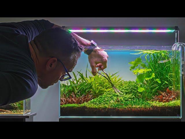 DUTCH AQUASCAPE - 141 DAYS OLD - REALTIME TRIMMING (4K)