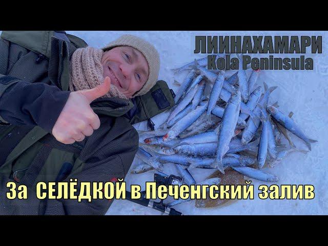 За СЕЛЁДКОЙ в Печенгский залив Баренцева моря в феврале