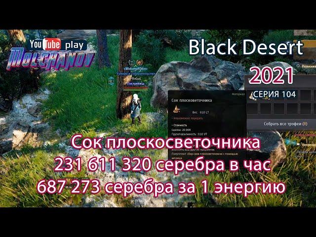 Сок плосковеточника. Black Desert Фарм серебра 2021. Лучница.