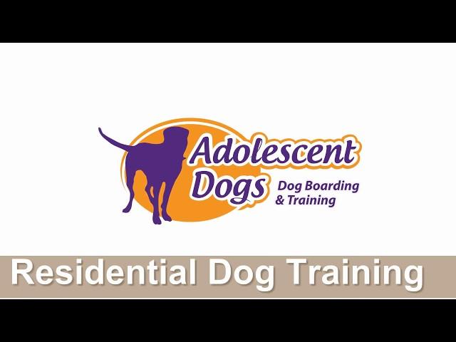 Home Boarding Residential Dog Training with Adolescent Dogs Ltd  - 2018