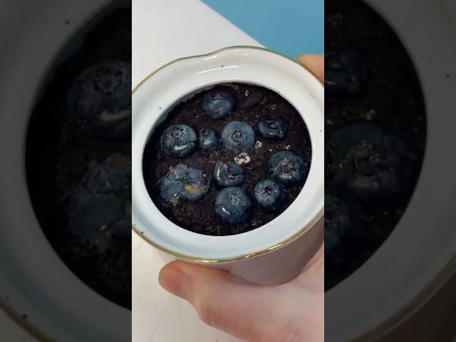 How to grow blueberry plant🫐 #fruit #plant #howtowithjessie