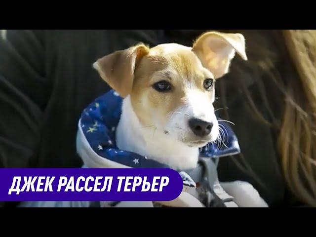 Джек рассел терьер. Характеристика и Описание Породы.