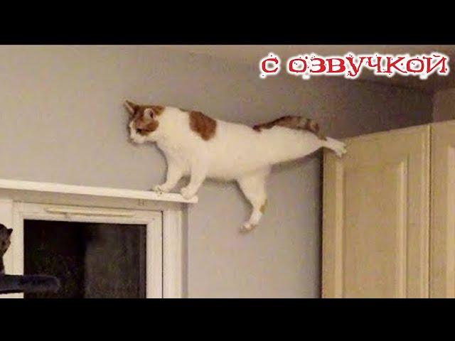 Funny animals! Funniest Cats and Dogs - 99