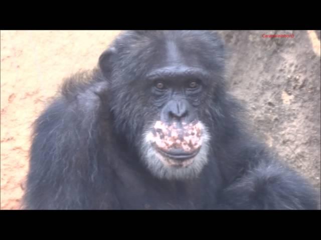 Chimpanzees Gayi & Anna at Toyohashi Zoo