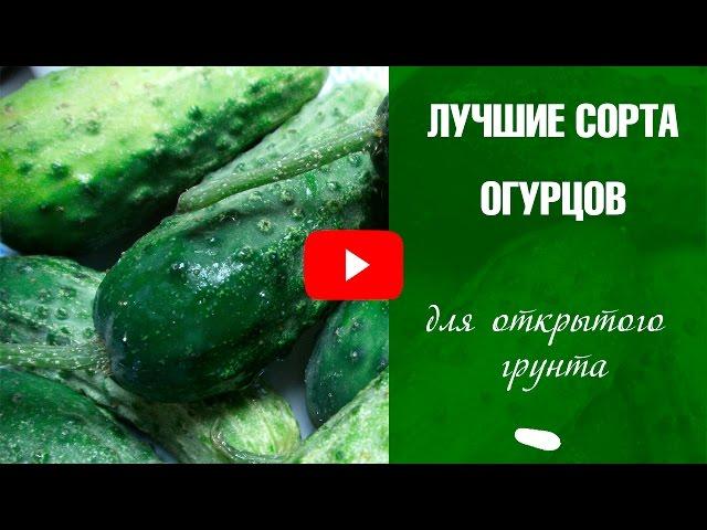 Семена огурцов для открытого грунта. Обзор семян отзывы экспертов Хитсад