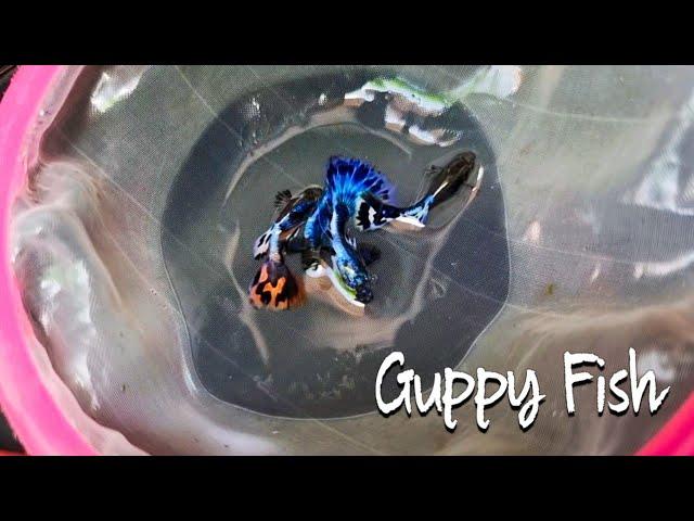 Rescuing My Guppies From INFESTED TUB!