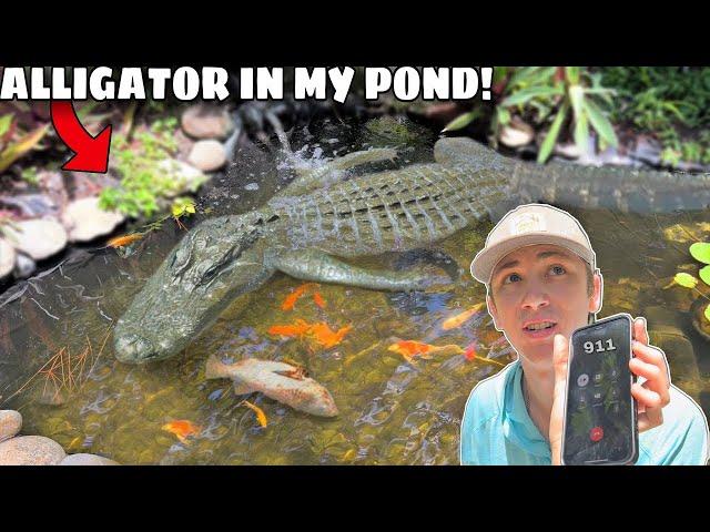 ALLIGATOR Invaded My POND & ATE My FISH! | Bass fishing Productions