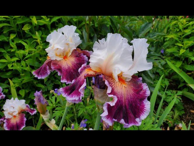 Ирисы. Самые красивые сорта. Irises. The most beautiful varieties.