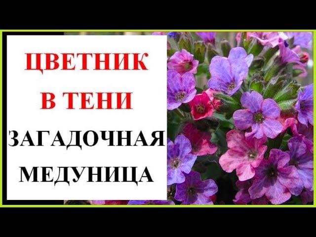 Цветник в тени. Медуница и ее секреты