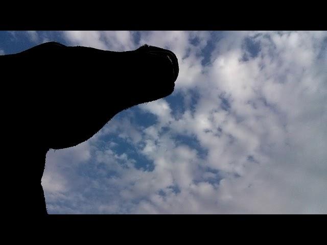 MOV 0322 Сад Дубай Миракл