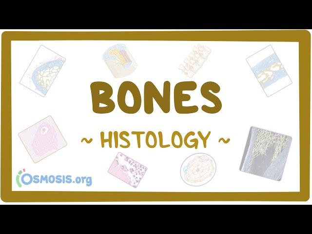 Bones: Histology