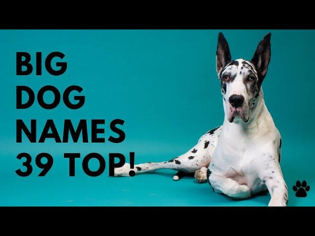  Big Dog Names 39 BEST  TOP  UNIQUE  Ideas | Names